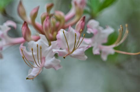 only azalea straight