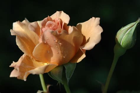 only fans rose julia