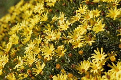 onlyfans leaks perez