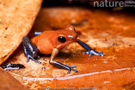 oophaga pumilio for sale