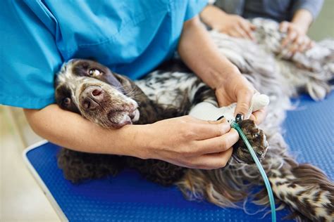 HundeOP Versicherung für Labrador