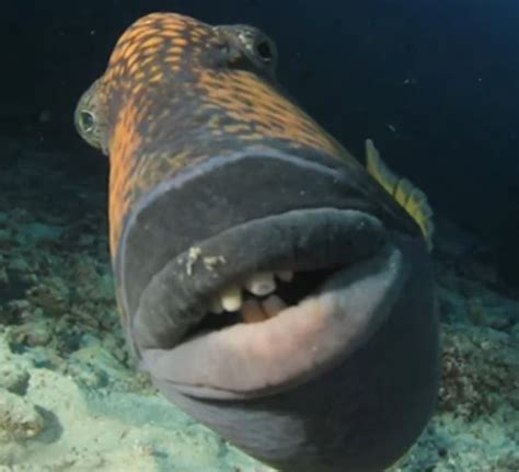 Open Mouth Fish Meme