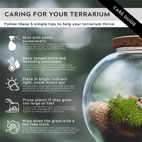 open terrarium care guide