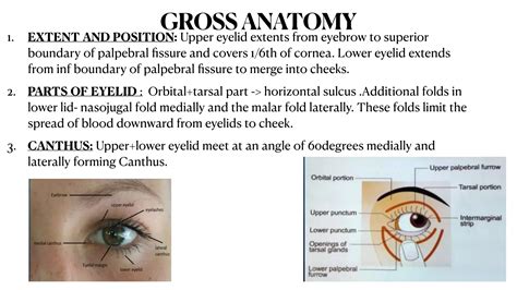 Ophthalmology Description