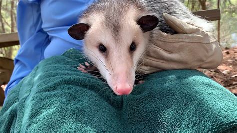 opossum adaptations for survival