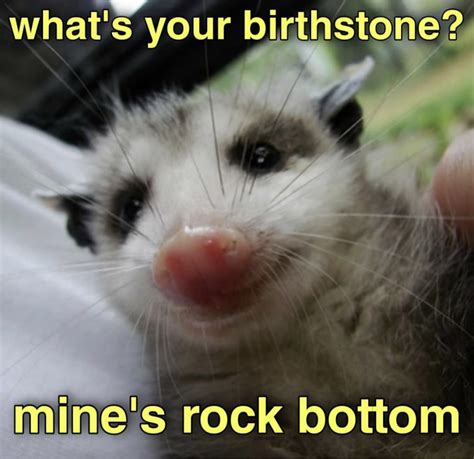 Opossum Meme