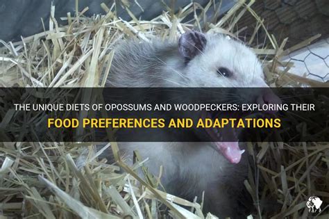 opossums and woodpeckers diet