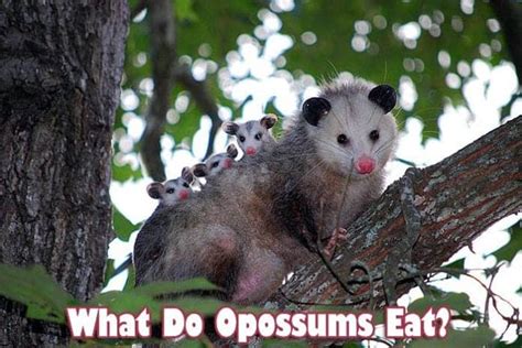 opossums diet type