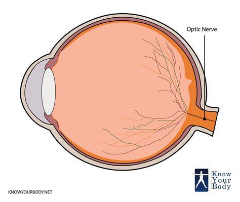 Optic Nerve and Optic Tract Medical Vector Illustration Isolated on White Background Stock