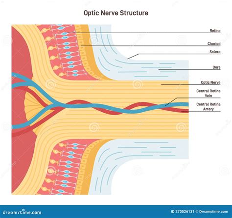 Optic Nerve Eye Labeled