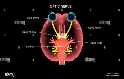 Optic Nerve Is Example Of
