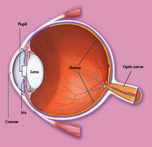 optic nerve research center