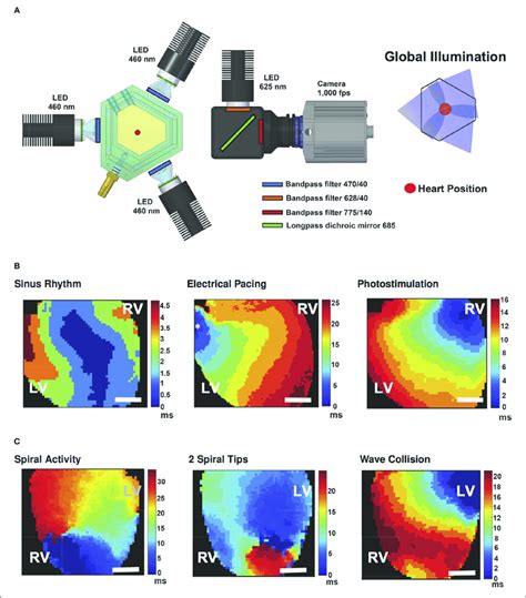 Optical Mapping Heart