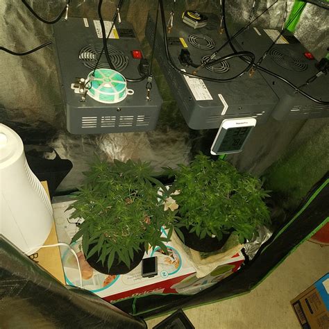 Optimal humidity for a grow tent