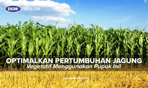 Optimalkan Pertumbuhan dan Perkembangan