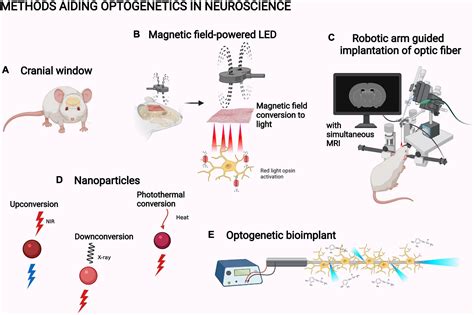 Optogenetics Experiments