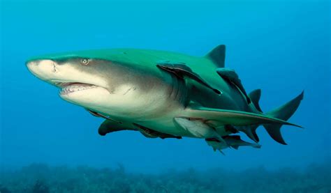 Or Lemon Shark