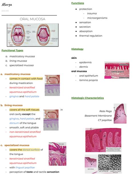 Oral Health Notes