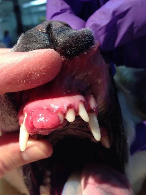 Oral Infections in Dogs