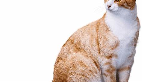Kitten Whiskers Cat Illustration - Vector Orange Cat png download