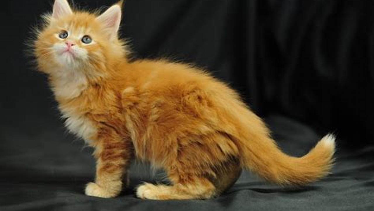 Orange and White Maine Coon Cat: A Guide to Breed