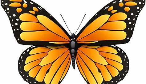 Orange Butterfly PNG Clipart Background - PNG Play