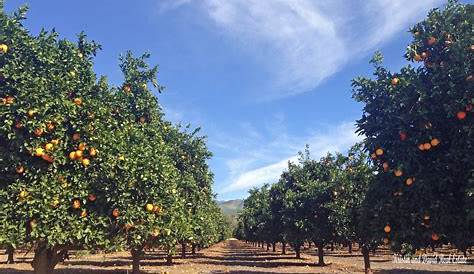 Orange groves in Orange County California dreamin