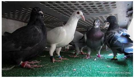 Deadly pigeon racing in the Philippines | The ASEAN Post