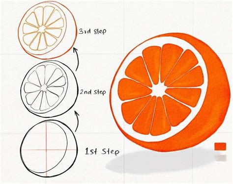 How to Draw half an Orange in 6 Steps Fruits drawing