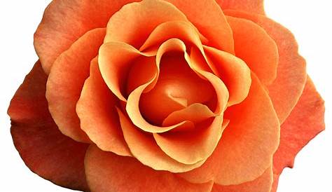 Orange flower png, Orange flower png Transparent FREE for download on