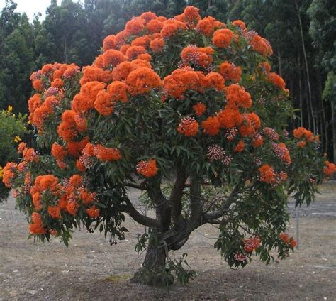 Orange Flower Tree: A Beautiful Addition To Your Garden