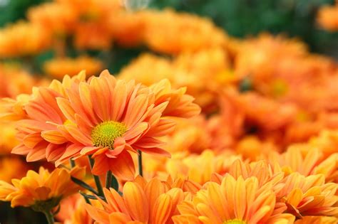 Orange Flowering Plants: A Burst Of Vibrant Beauty In Your Garden