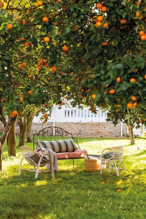 orange backyard again