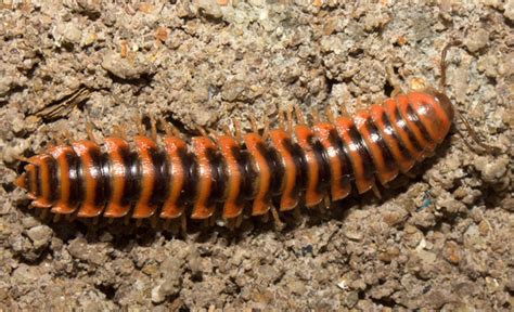 orange black millipede