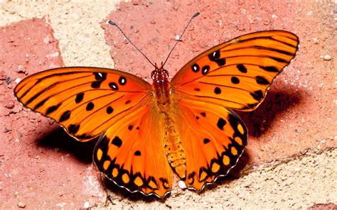 Orange Butterfly Magic Revealed: Rare Sightings