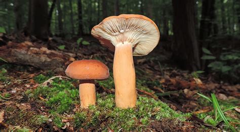 orange cap mushroom benefits