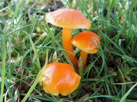 orange cap mushroom edible