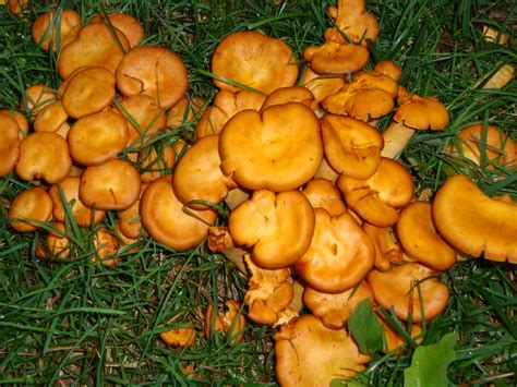 orange cap mushroom identification