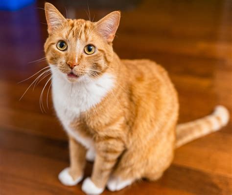 Orange Cat Behavior Meaning