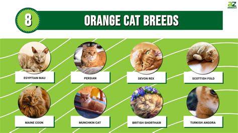 Orange Cat Breeds