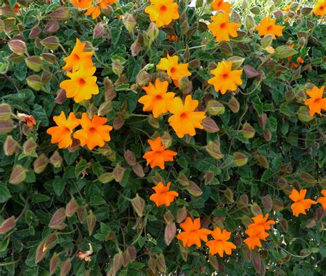 Orange Clock Vine Care