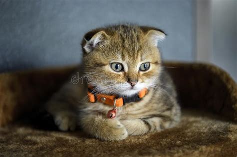 Orange Collar Kitten