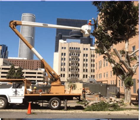 orange county government tree removal