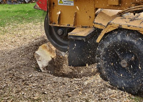 orange county tree removal service