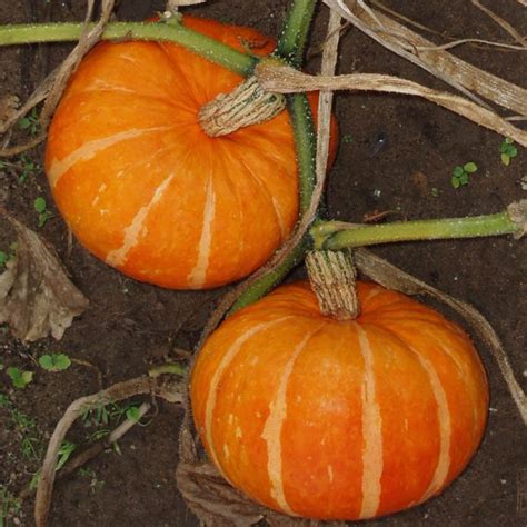 Orange Cutie Squash