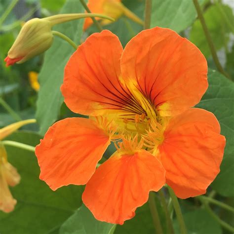 Orange Edible Flower