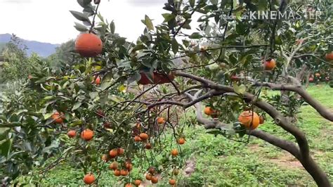orange farm in hsinchu