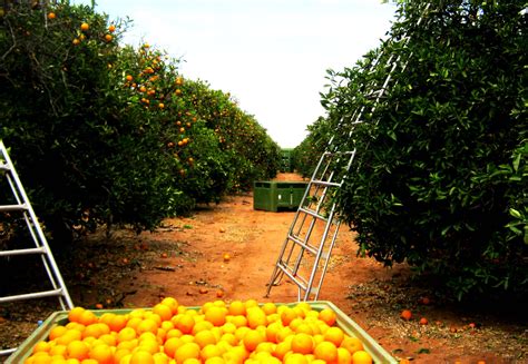 orange farming in australia