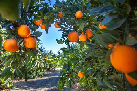orange farms in california