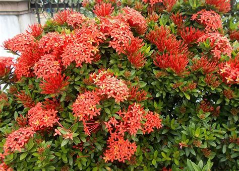 orange flowering shrub in florida